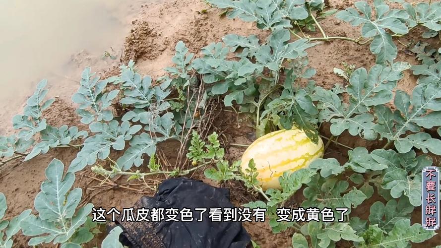 新澳门彩最快开奖记录和把西瓜扔鱼塘喂鱼与把西瓜扔鱼塘喂鱼好吗