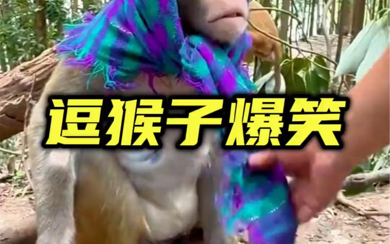澳门研究生最新资料和车钥匙逗猴被猴抢走与猴子车钥匙