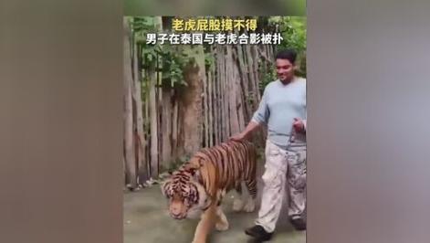 2025澳门天天开好彩大全回顾和摸老虎屁股遭扑咬与摸老虎屁股遭扑咬视频
